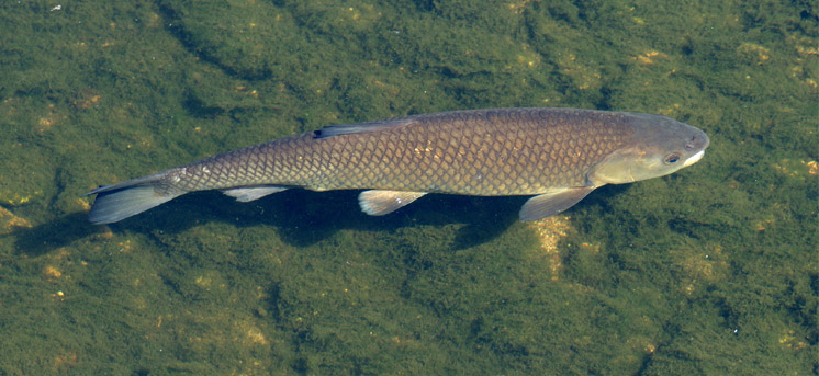amur