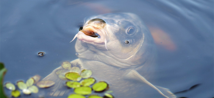 La carpa - iCarpfishing