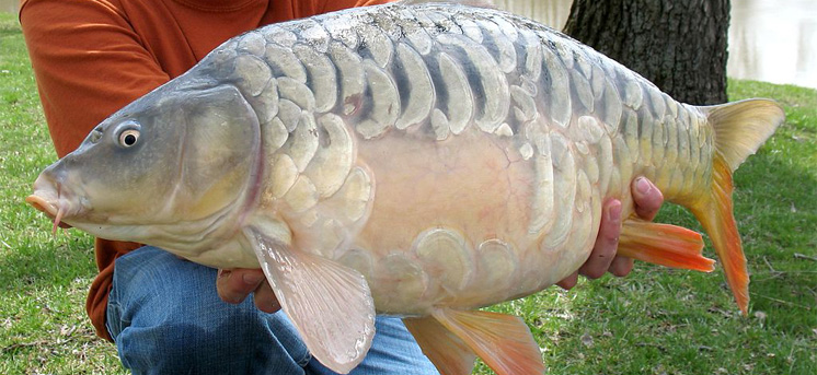 carpa a specchio