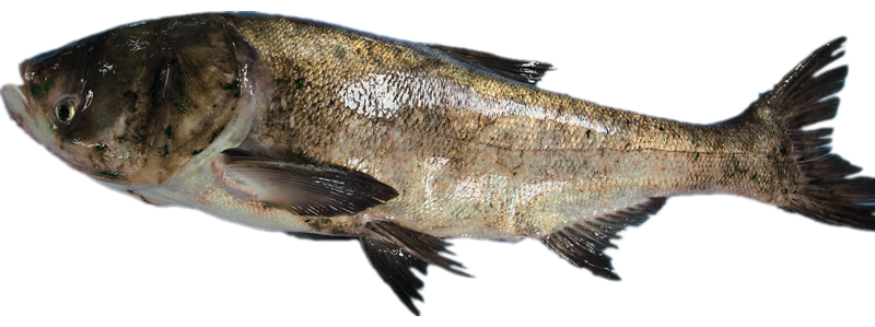 carpa testa grossa